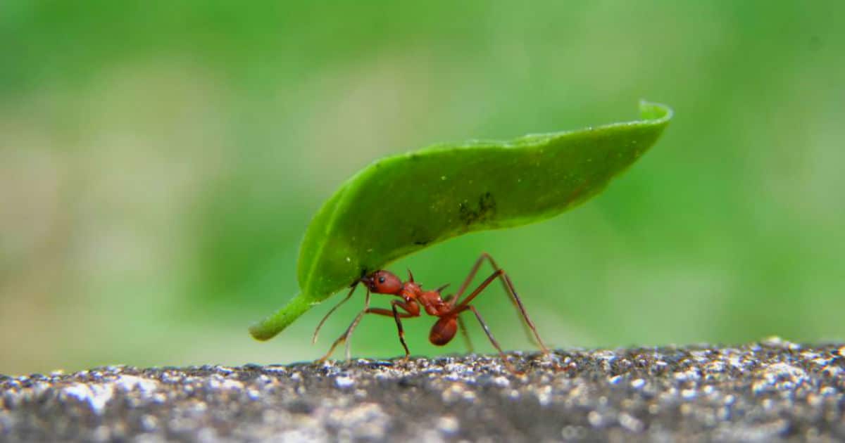 how-to-get-rid-of-ants-1525890306