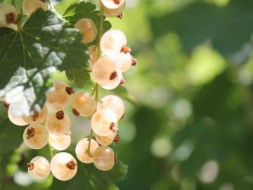 Белая смородина