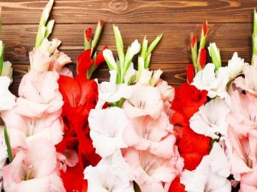 Разноцветные гладиолусы