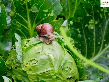 Улитка сидит на капусте