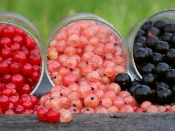 Спелые ягоды