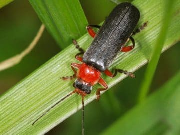 34257980861_0a5f593f9b_k