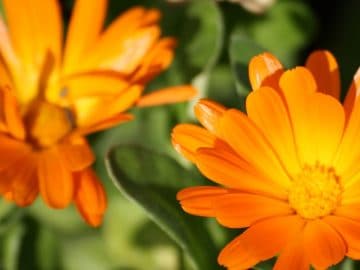 5068200033_ae15a9e2be_b