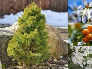 Карликовые деревья