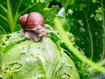 How-to-Ban-Snails-and-Slugs-from-Your-Garden