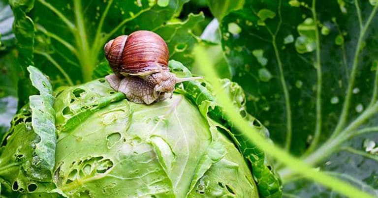 How-to-Ban-Snails-and-Slugs-from-Your-Garden