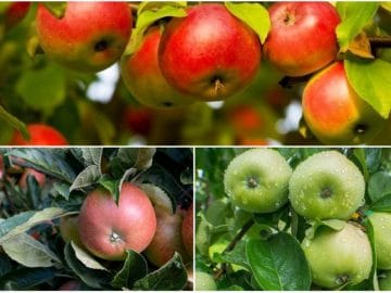 Сорта яблонь