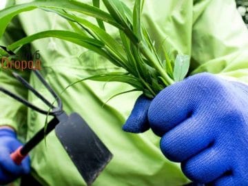 Борьба с сорняками 04072018 Борьба с сорняками