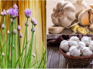 Вкусный чеснок 08072018 Вкусный чеснок