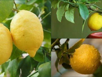 Лимоны на кусте