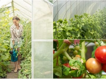 Огурцы и помидоры