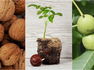 Грецкий орех 07072018 Грецкий орех