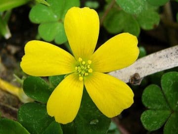 4428314350_083f4ed5a6_z