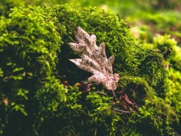 8056293779_1f8e23fd3b_o 10072018 8056293779_1f8e23fd3b_o