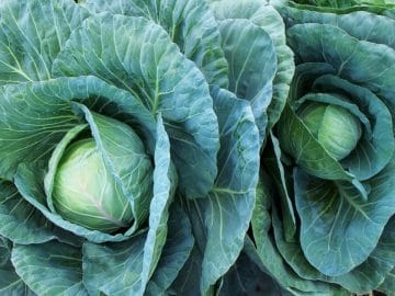 aphids-3335308_960_720 (1)