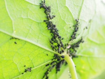 aphids-3335308_960_720