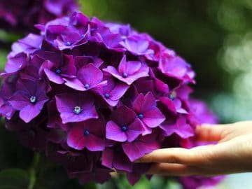 bloom-1853360_960_720