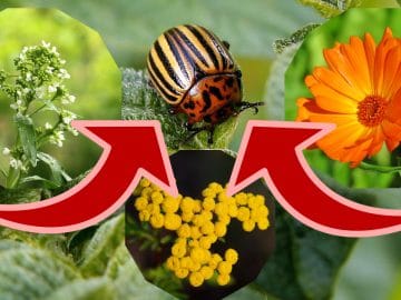 cover 02072018 cover