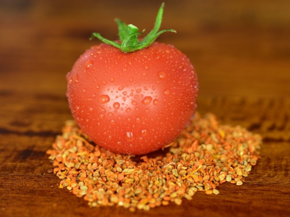Как правильно собрать семена помидоров: пошаговая и легкая инструкция