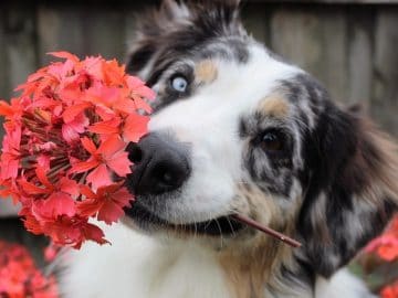 flowers-1845074_960_720 11072018 flowers-1845074_960_720