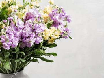 Bouquet of lilac and lemon color flowers gillyflower in grey water can