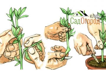 The method of planting cuttings. Botany