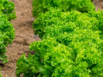 imgonline-com-ua-Resize-4SQCsg4dj3d863oc