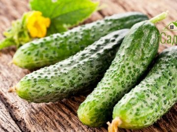Cucumbers with leaves on a old wooden table.