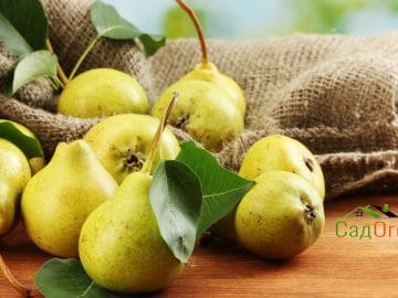 Juicy flavorful pears of nature background