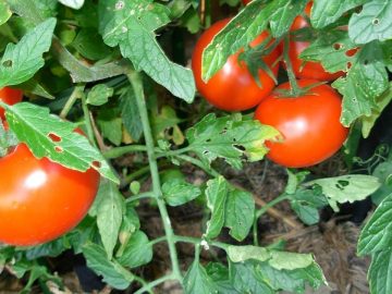 imgonline-com-ua-Resize-Dq1eHacVvC