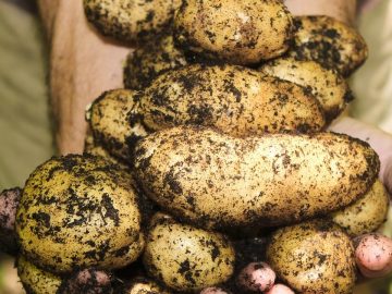 imgonline-com-ua-Resize-Geim5XM5Orvh