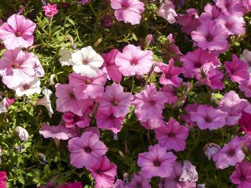 imgonline-com-ua-Resize-hYmi4iNjKXL