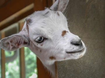 imgonline-com-ua-Resize-qtO4qG7ILRZUe