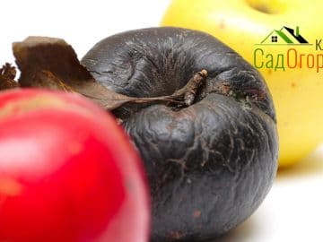 rotten apple at the row of fresh apples