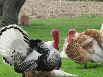 imgonline-com-ua-Resize-Ten345czQ4zg6O