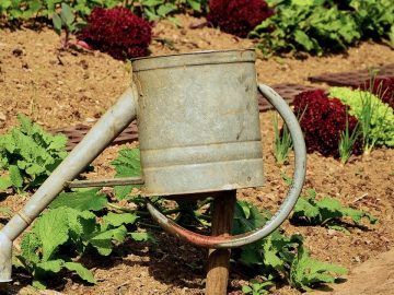 imgonline-com-ua-Resize-WkZH5NnAOOrey