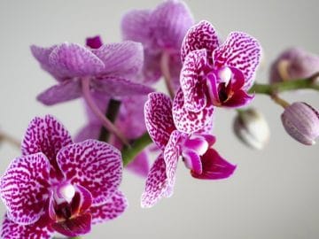 Kind-hearted-vet-nurse-comes-to-rescue-of-dehydrated-bee-in-baking-30C-heatWhat-a-lovely-thing-to-d