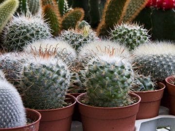 rachel-gorjestani-2430895_960_720 (2)