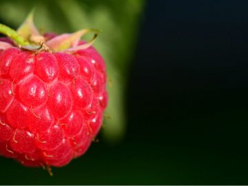 raspberry-3454461_960_720