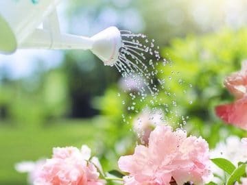 strawberries-986628_1280