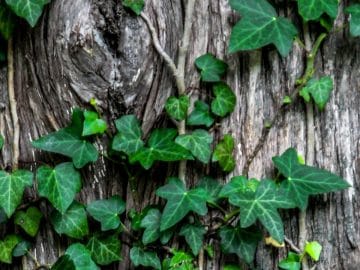 sugar-bee-42615-unsplash