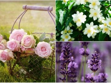 Травы и цветы