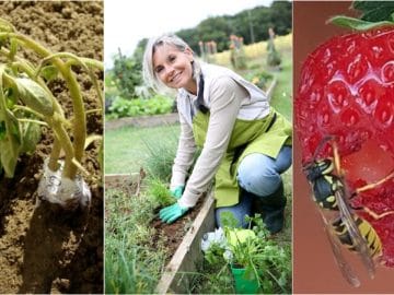 Женщина на огороде 06072018 Женщина на огороде
