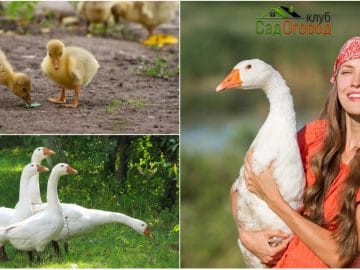 Девушка с гусями 05072018 Девушка с гусями