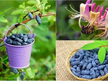 Ягоды жимолости 06072018 Ягоды жимолости