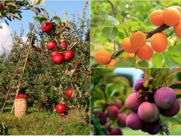 Фруктовые деревья