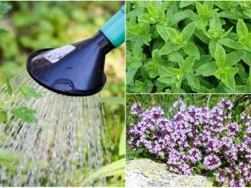 Травы в огороде