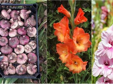 Гладиолусы