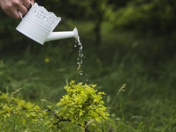 полив грядок