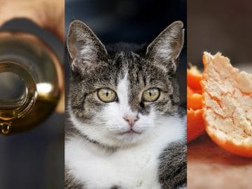 35428948_987776298067193_6917116156729884672_n